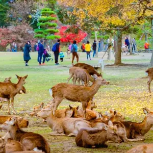 Explore 9 Days Splendid Japan with Nagoya（Private Guide and Driver）- Umetravel for 9 days with UME Travel Co. Ltd and discover unforgettable experiences - Photo 4