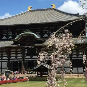 Explore 9 Days Splendid Japan with Nagoya（Private Guide and Driver）- Umetravel for 9 days with UME Travel Co. Ltd and discover unforgettable experiences - Photo 6