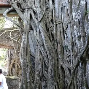 Explore Veracruz Tour: Travel Mountains, Enchanting Cascades and Know the Coast Culture for 15 days with Vibe Adventures and discover unforgettable experiences - Photo 2