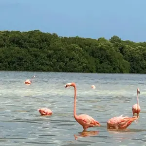 Explore Riviera Maya Cenote Tour: a Fantastic Adventure in Yucatan and Quintana Roo for 9 days with Vibe Adventures and discover unforgettable experiences - Photo 3