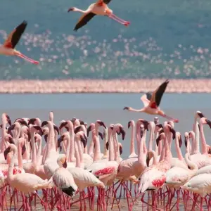 Explore 10 Day Kenya Safari Adventure and Relaxing Mombasa Beach Vacation for 10 days with Wonderful Holidays UK and discover unforgettable experiences - Photo 7