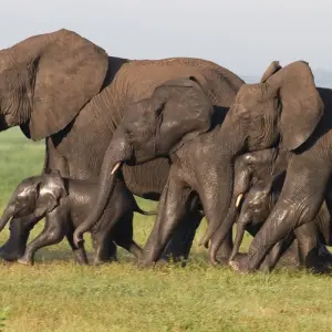 Explore 10 Day Kenya Safari Adventure and Relaxing Mombasa Beach Vacation for 10 days with Wonderful Holidays UK and discover unforgettable experiences - Photo 8