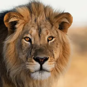Explore The Big 5 in South Africa for 10 days with Wonderful Holidays UK and discover unforgettable experiences - Photo 2