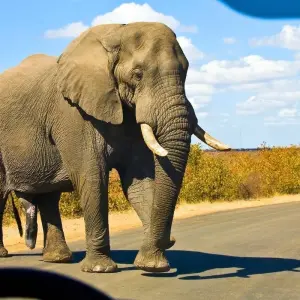 Explore The Big 5 in South Africa for 10 days with Wonderful Holidays UK and discover unforgettable experiences - Photo 3