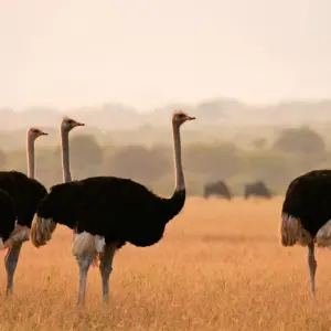Explore The Big 5 in South Africa for 10 days with Wonderful Holidays UK and discover unforgettable experiences - Photo 5