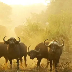 Explore The Big 5 in South Africa for 10 days with Wonderful Holidays UK and discover unforgettable experiences - Photo 8