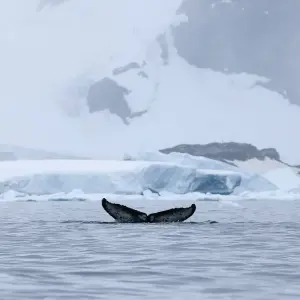 Explore South Shetland Islands and Antarctic Peninsula with Halal Dining Options for 10 days with Albatros Expeditions and discover unforgettable experiences - Photo 2