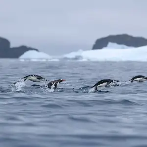 Explore South Shetland Islands and Antarctic Peninsula with Halal Dining Options for 10 days with Albatros Expeditions and discover unforgettable experiences - Photo 3