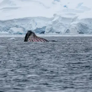 Explore South Shetland Islands and Antarctic Peninsula with Halal Dining Options for 10 days with Albatros Expeditions and discover unforgettable experiences - Photo 4