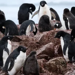 Explore South Shetland Islands and Antarctic Peninsula with Halal Dining Options for 10 days with Albatros Expeditions and discover unforgettable experiences - Photo 6