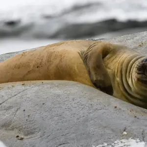 Explore South Shetland Islands and Antarctic Peninsula with Halal Dining Options for 10 days with Albatros Expeditions and discover unforgettable experiences - Photo 7