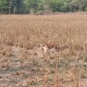 Explore Taj Tigers and The Pink City Tour of India for 12 days with Alkof Holidays and discover unforgettable experiences - Photo 10