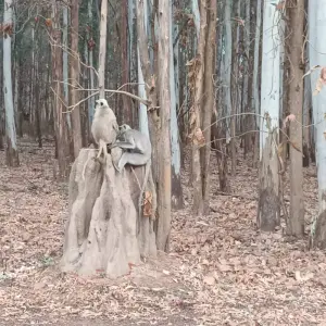 Explore Golden Triangle Tour with Jim Corbett National Park for 10 days with Alkof Holidays and discover unforgettable experiences - Photo 7