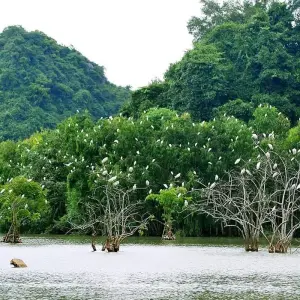 Explore Ninh Binh 2 days by Limousine- Hoa Lu, Tam Coc, Bich Dong, Thung Nham Bird Valley for 2 days with Asia Pacific Travel and discover unforgettable experiences - Photo 2