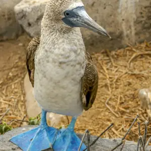 Explore The Wonders of Santa Cruz Island for 6 days with Authentic Ecuador and discover unforgettable experiences - Photo 6
