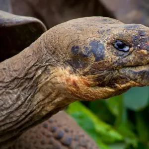 Explore The Wonders of Santa Cruz Island for 6 days with Authentic Ecuador and discover unforgettable experiences - Photo 7
