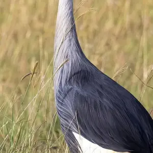 Explore 5 DAYS MASAI MARA ,LAKE NAKURU & HELL'S GATE BUDGET SAFARI for 5 days with Bencia Africa Adventure and Safaris and discover unforgettable experiences - Photo 3