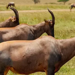 Explore 5 DAYS MASAI MARA ,LAKE NAKURU & HELL'S GATE BUDGET SAFARI for 5 days with Bencia Africa Adventure and Safaris and discover unforgettable experiences - Photo 4