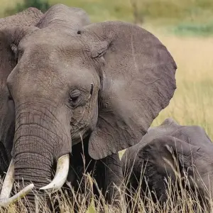 Explore 5 DAYS MASAI MARA ,LAKE NAKURU & HELL'S GATE BUDGET SAFARI for 5 days with Bencia Africa Adventure and Safaris and discover unforgettable experiences - Photo 5