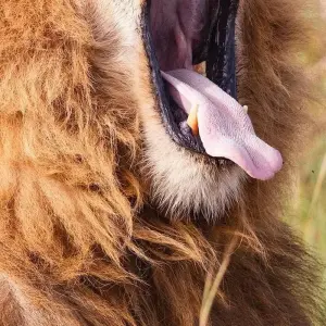 Explore 5 DAYS MASAI MARA ,LAKE NAKURU & HELL'S GATE BUDGET SAFARI for 5 days with Bencia Africa Adventure and Safaris and discover unforgettable experiences - Photo 6