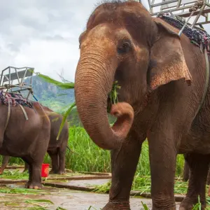 Explore Bangkok with Phuket - Island Paradise for 5 days with Culture Holidays Private Limited and discover unforgettable experiences - Photo 2