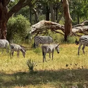 Explore 【South Africa, Zambia, and Zimbabwe】10-Day Tour Package with Pilanesberg National Park & Victoria Falls for 10 days with Delightful Travel and discover unforgettable experiences - Photo 2