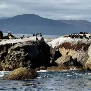 Explore 【South Africa, Zambia, and Zimbabwe】10-Day Tour Package with Pilanesberg National Park & Victoria Falls for 10 days with Delightful Travel and discover unforgettable experiences - Photo 3