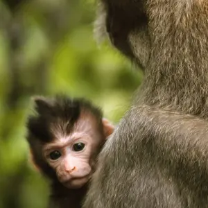 Bali - Natural Wonders, temples and the sea - 16 days with Gebeco - Photo 2 Explore Bali - Natural Wonders, temples and the sea for 16 days with Gebeco and discover unforgettable experiences - Photo 2