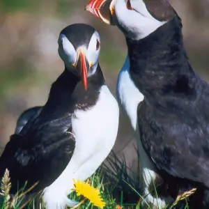 Explore Experience Iceland's Natural Wonders in Peace for 11 days with Gebeco and discover unforgettable experiences - Photo 2