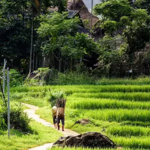 Explore Active and at Leisure Through the Mai - Chau Valley for 4 days with Gebeco and discover unforgettable experiences - Photo 3