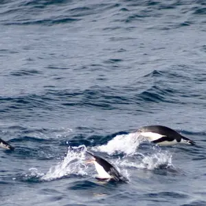 Explore Antarctica in Depth 2025-2026|2026-2027 for 13 days with Scenic Luxury Cruises & Tours and discover unforgettable experiences - Photo 6