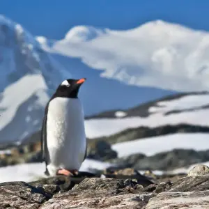 Explore Antarctica in Depth 2025-2026|2026-2027 for 13 days with Scenic Luxury Cruises & Tours and discover unforgettable experiences - Photo 9
