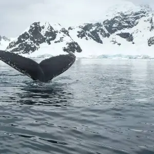 Explore Antarctica, South Georgia & Falkland Islands 2026|2025|2027|2028 for 20 days with Scenic Luxury Cruises & Tours and discover unforgettable experiences - Photo 7