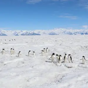 Explore Antarctica's Ross Sea: Majestic Ice & Wildlife with Dunedin for 27 days with Scenic Luxury Cruises & Tours and discover unforgettable experiences - Photo 7