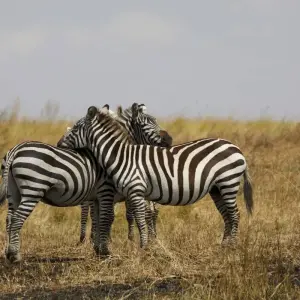 Explore 6-Day Big Five Safari for 6 days with African Breeze Safaris and discover unforgettable experiences - Photo 5