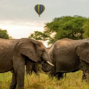 Explore 6-Day Big Five Safari for 6 days with African Breeze Safaris and discover unforgettable experiences - Photo 6