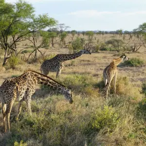 Explore 6-Day Big Five Safari for 6 days with African Breeze Safaris and discover unforgettable experiences - Photo 11
