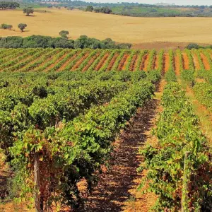 Explore Sunny Portugal with Porto  (Porto to Lisbon) for 13 days with Collette and discover unforgettable experiences - Photo 3