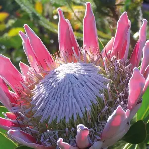 Explore Safarierlebnis Krüger-Nationalpark for 5 days with Gebeco and discover unforgettable experiences - Photo 4