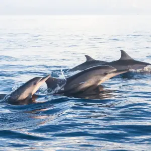 Bali - Natural Wonders, Temples and the Sea - 16 days with Gebeco - Photo 5 Explore Bali - Natural Wonders, Temples and the Sea for 16 days with Gebeco and discover unforgettable experiences - Photo 5