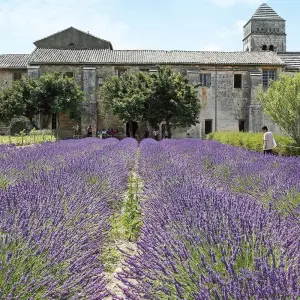 Explore Normandy & Gems of the Seine & Spectacular South of France 2026 - 21 Days (from Paris to Lyon) for 21 days with Scenic Luxury Cruises & Tours and discover unforgettable experiences - Photo 3
