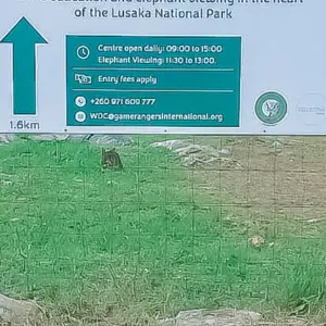 Explore Half-Day Zambia Wildlife Safari for 1 days with Across Africa Tours & Travel and discover unforgettable experiences - Photo 2