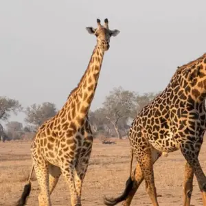 Explore Authentic Zambian Culture & Wildlife on a Nanzhila Safari Tour 10 Days/09 Nights for 10 days with Across Africa Tours & Travel and discover unforgettable experiences - Photo 3