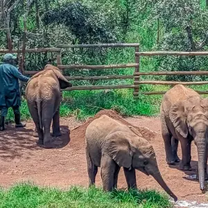 Explore Half-Day Zambia Wildlife Safari for 1 days with Across Africa Tours & Travel and discover unforgettable experiences - Photo 6