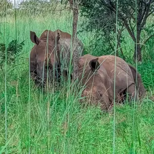 Explore Half-Day Zambia Wildlife Safari for 1 days with Across Africa Tours & Travel and discover unforgettable experiences - Photo 7
