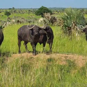 Explore Murchison Falls Wildlife Safari 3 Days/2 Nights for 3 days with Across Africa Tours & Travel and discover unforgettable experiences - Photo 5