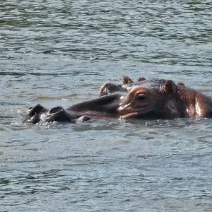 Explore Murchison Falls Wildlife Safari 3 Days/2 Nights for 3 days with Across Africa Tours & Travel and discover unforgettable experiences - Photo 6