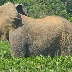 Explore Murchison Falls Wildlife Safari 3 Days/2 Nights for 3 days with Across Africa Tours & Travel and discover unforgettable experiences - Photo 7