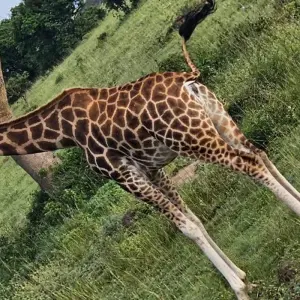 Explore Murchison Falls Wildlife Safari 3 Days/2 Nights for 3 days with Across Africa Tours & Travel and discover unforgettable experiences - Photo 8