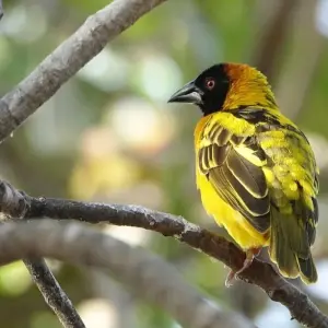 Explore Murchison Falls Wildlife Safari 3 Days/2 Nights for 3 days with Across Africa Tours & Travel and discover unforgettable experiences - Photo 9